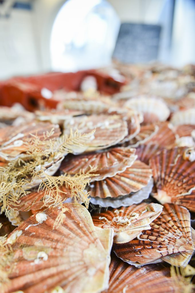 Scallops from the Opal Coast©Yannick Cadart-CD62